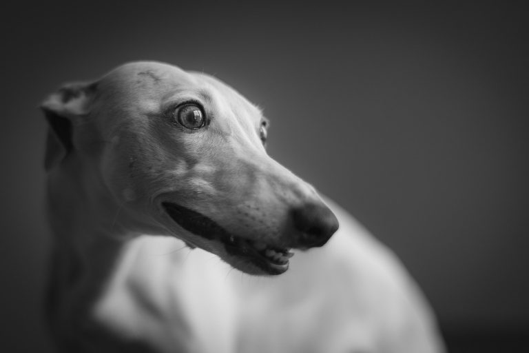 Whippet: Viteza si Eleganta intr-un Caine de Companie