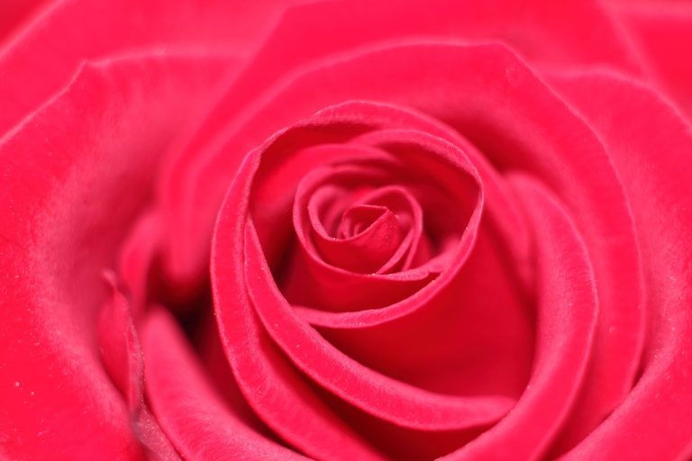 Ultima Noapte de Dragoste Intaia Noapte de Razboi rezumat dilema iubirii si onoarei