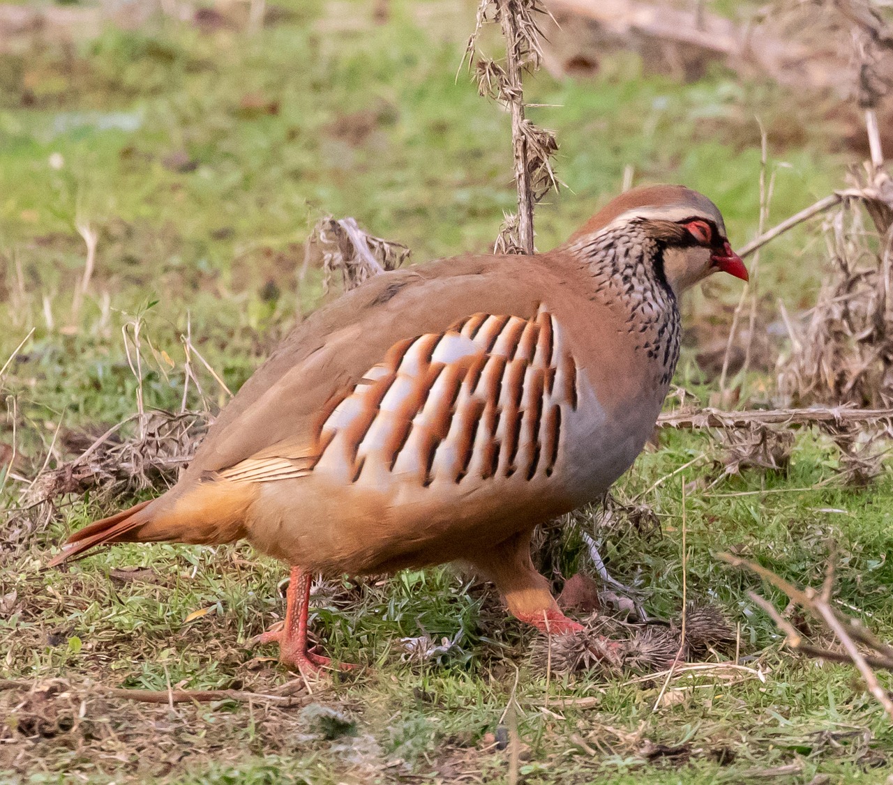 cele mai bune jocuri cu ferme